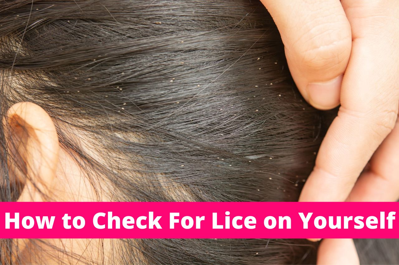 How to Check For Lice on Yourself BeautyPapa